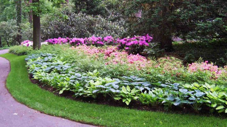 pink flowers lining driveway